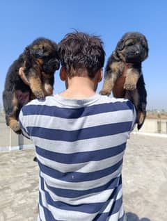 German shepherd puppies available for sale