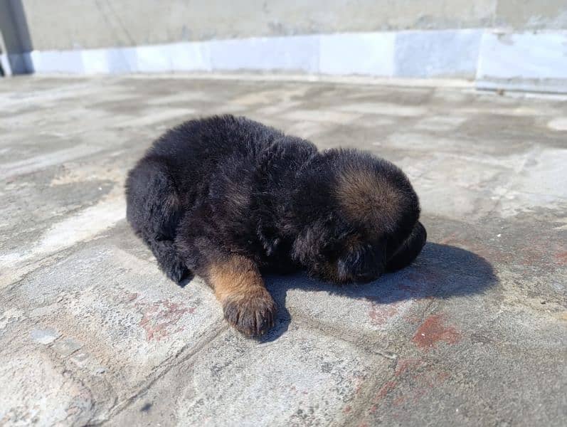 German shepherd puppies available for sale 2