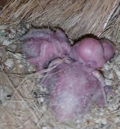 Parblue pastelino to Albino/ino breeder pair with 2 Chick's