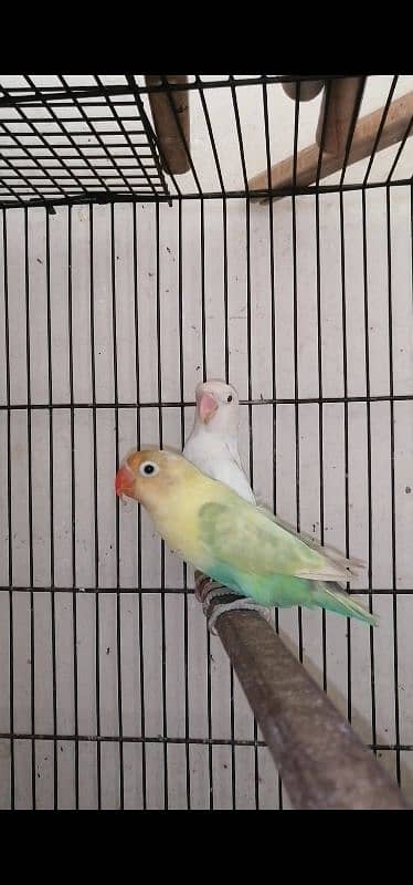 Parblue pastelino to Albino/ino breeder pair with 2 Chick's 1