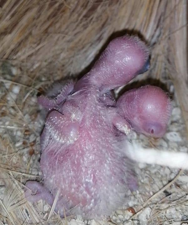 Parblue pastelino to Albino/ino breeder pair with 2 Chick's 2