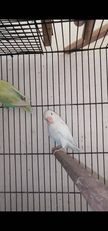 Parblue pastelino to Albino/ino breeder pair with 2 Chick's 3