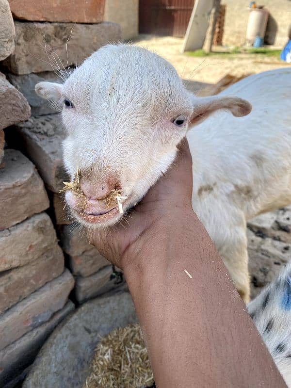 white gulabi male 6