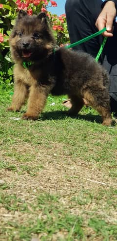 German Shepherd puppy | long coat German Shepherd puppies| GSD Dog