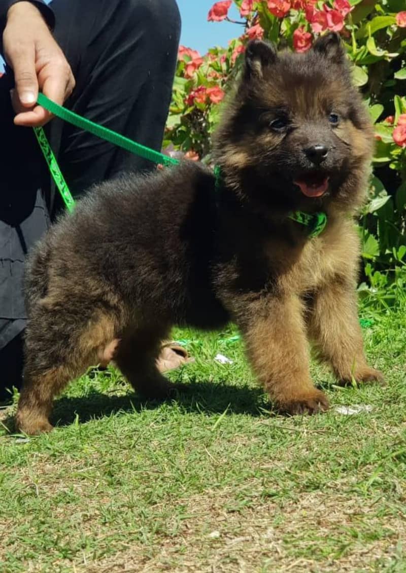 German Shepherd puppy | long coat German Shepherd puppies| GSD Dog 1