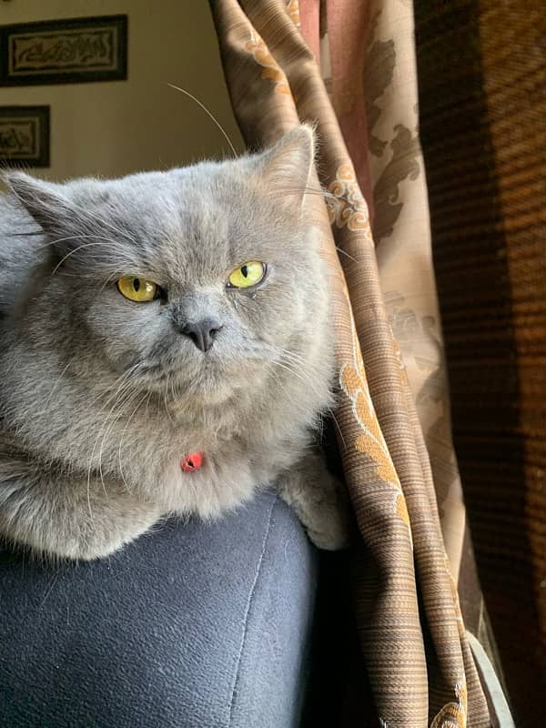 smokey grey persian male cat 1