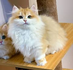 Persian cats My WhatsApp 03015880301