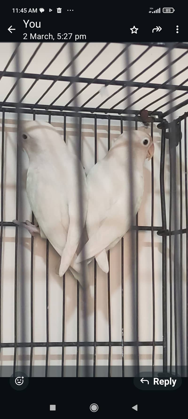 albino black eye breeder pair confirm male and female 1