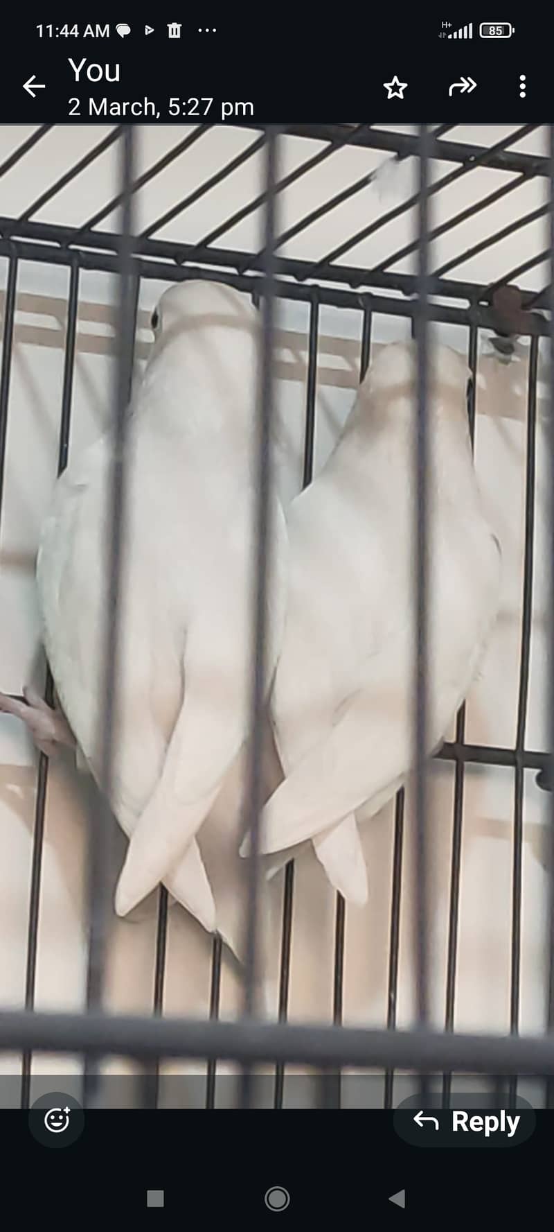 albino black eye breeder pair confirm male and female 2