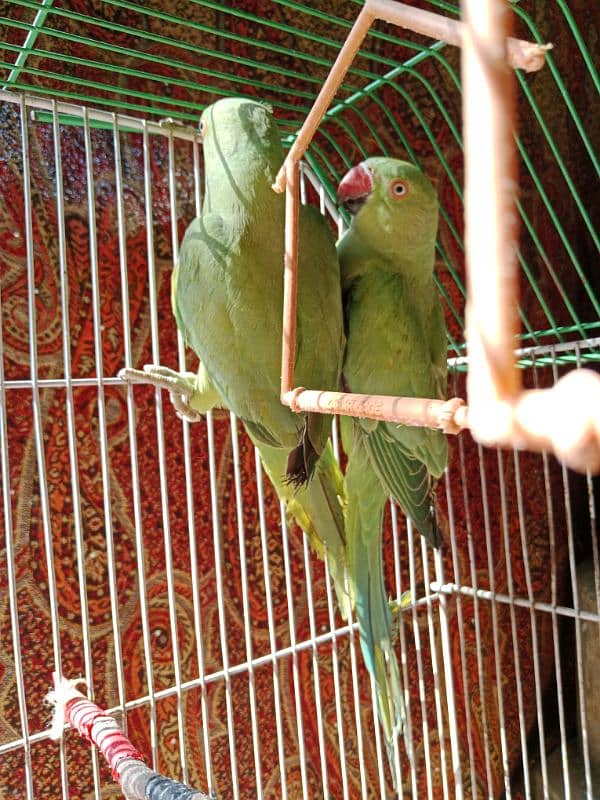 Green parrot pair 0