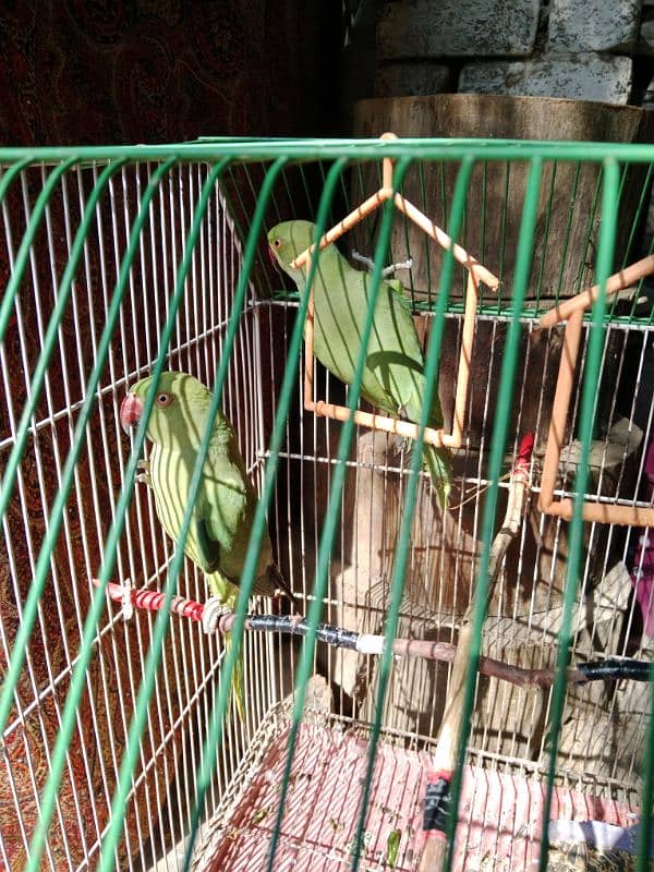 Green parrot pair 1