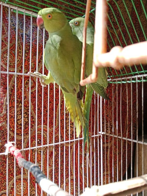 Green parrot pair 2