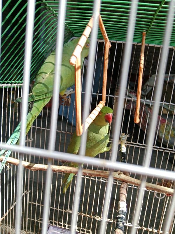 Green parrot pair 3