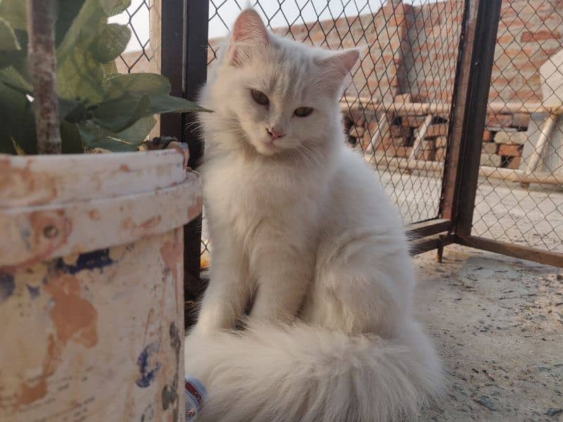 PERSIAN KITTEN'S 7 MONTHS AGE 1MALE 2 FEMALE 10