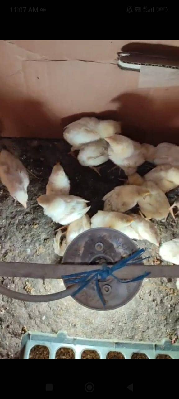 king size shamo /high quality/ White o shamo Chicks /pure aseel Chicks 3