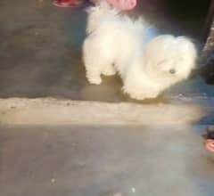 poodle female age 2 saal