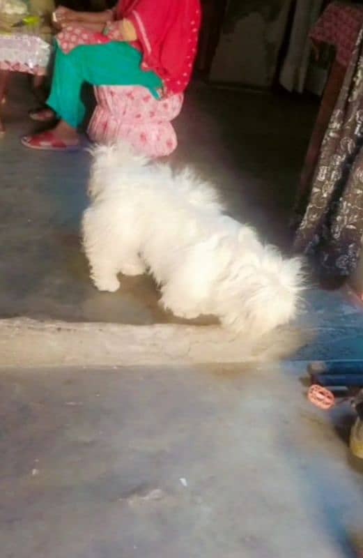 poodle female age 2 saal 1