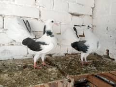 lakky Kabootar Fancy Pigeon 03431683430