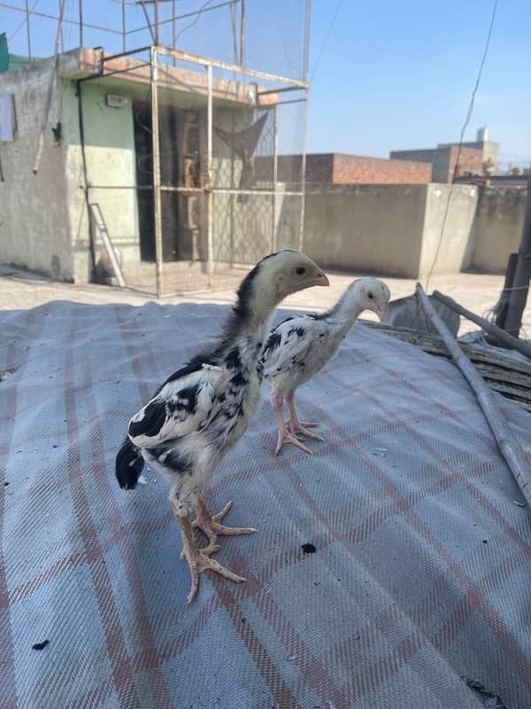 Shamo chicks Aseel pair 2