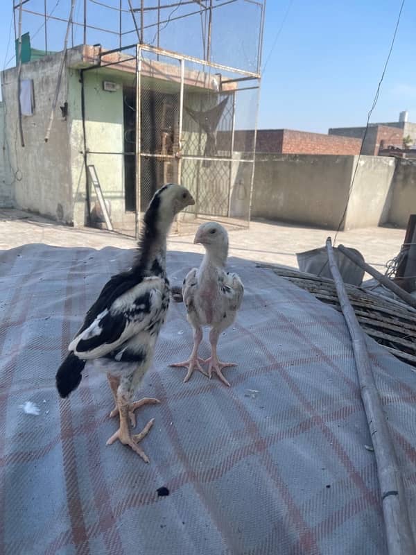 Shamo chicks Aseel pair 5