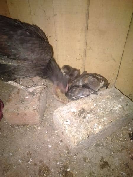 Assel murgi with 6chick 2