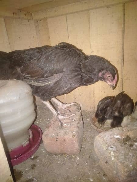 Assel murgi with 6chick 3