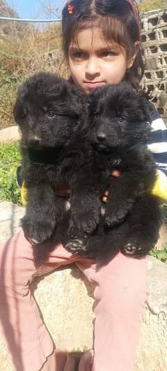 topline show class quality black gsd proper long coat pair for sale