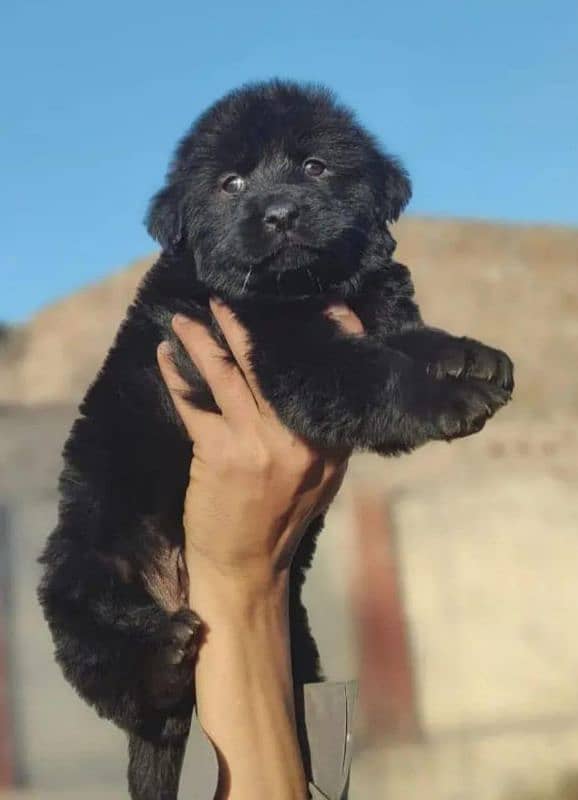 topline show class quality black gsd proper long coat pair for sale 4