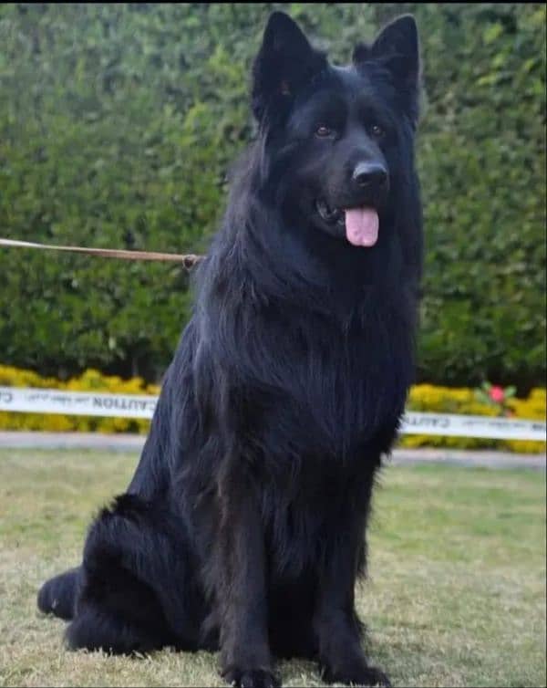 topline show class quality black gsd proper long coat pair for sale 6