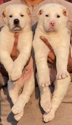 alabai dog's pair male female age 2 month havey bone for sale