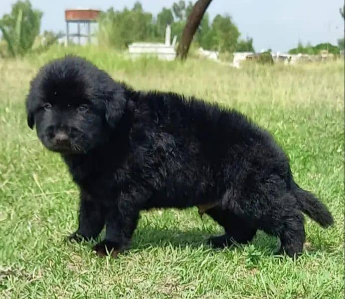 topline show class quality black gsd proper long coat pair for sale 1