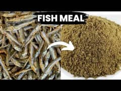 fish meal pure protein for shamo