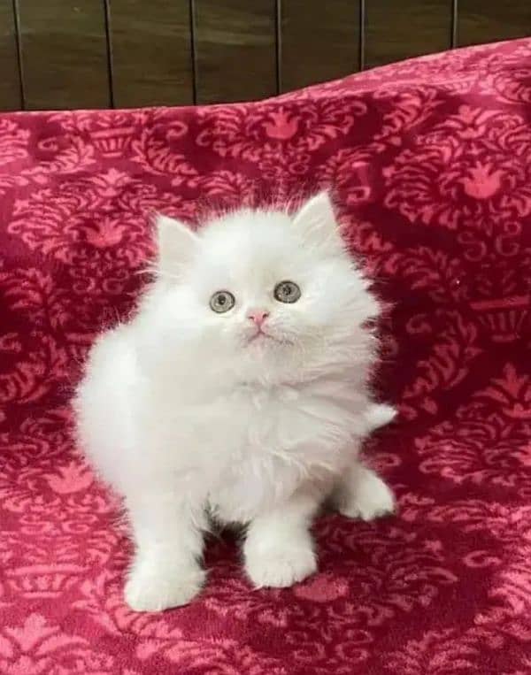 Persian kittens triple coat pair for sale contact whatsap03046501951 1