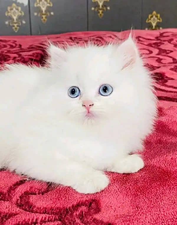 Persian kittens triple coat pair for sale contact whatsap03046501951 2