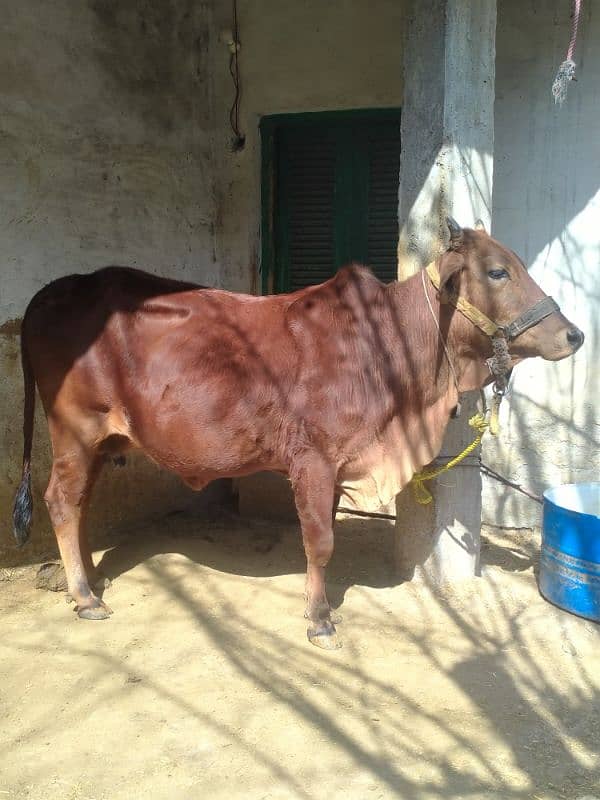 sahiwal jarse gaban cow for sale 2