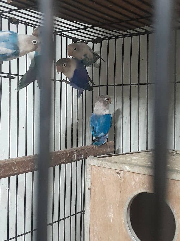 Love bird for sale 4