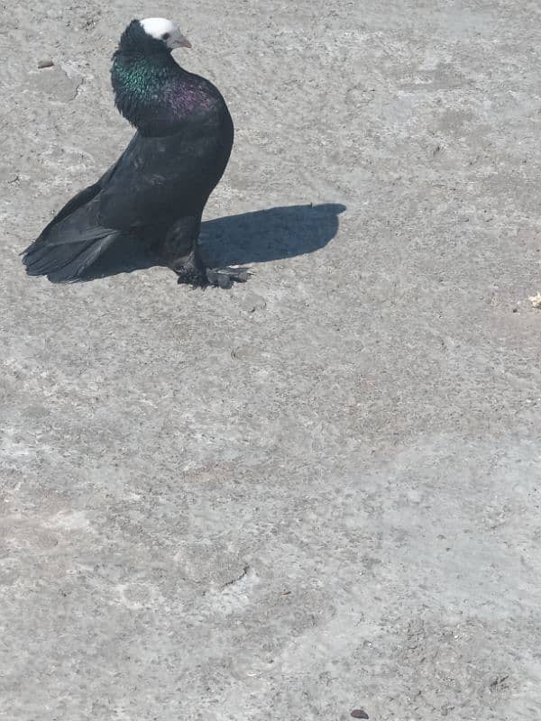 Black Mukhi Breeder pair 0