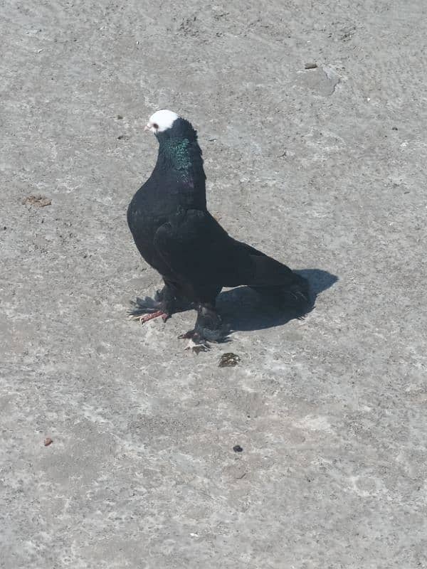 Black Mukhi Breeder pair 2