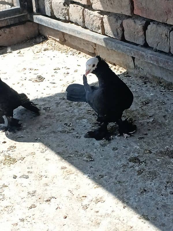 Black Mukhi Breeder pair 4