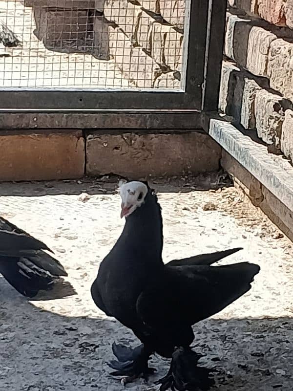 Black Mukhi Breeder pair 5