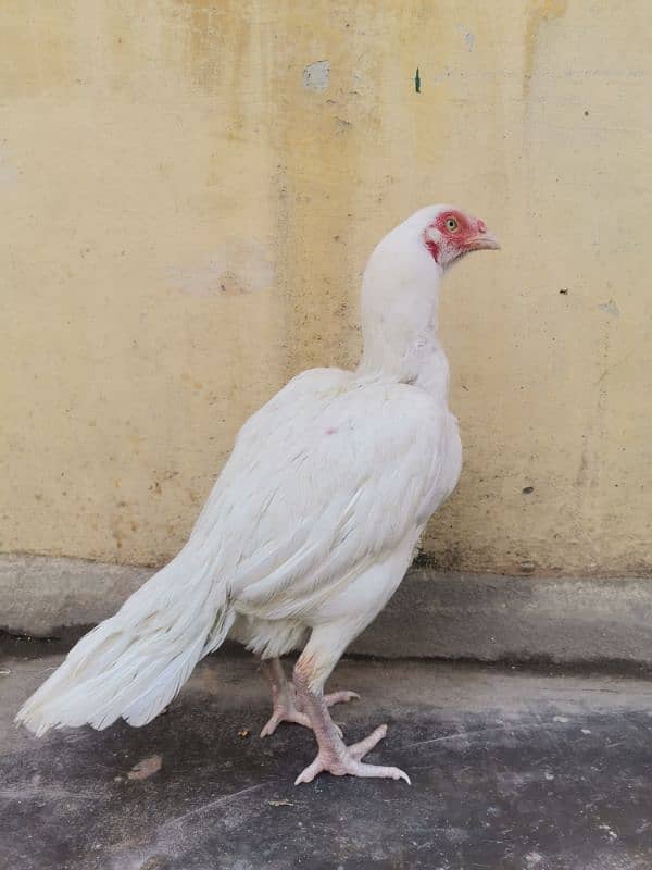 A pair of 3 Paper White Heera Aseel for Sale 1