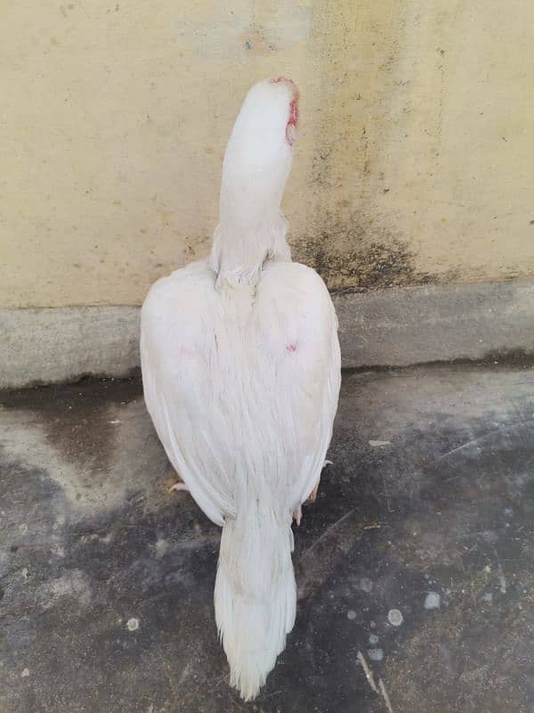 A pair of 3 Paper White Heera Aseel for Sale 2