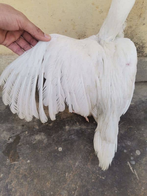 A pair of 3 Paper White Heera Aseel for Sale 3