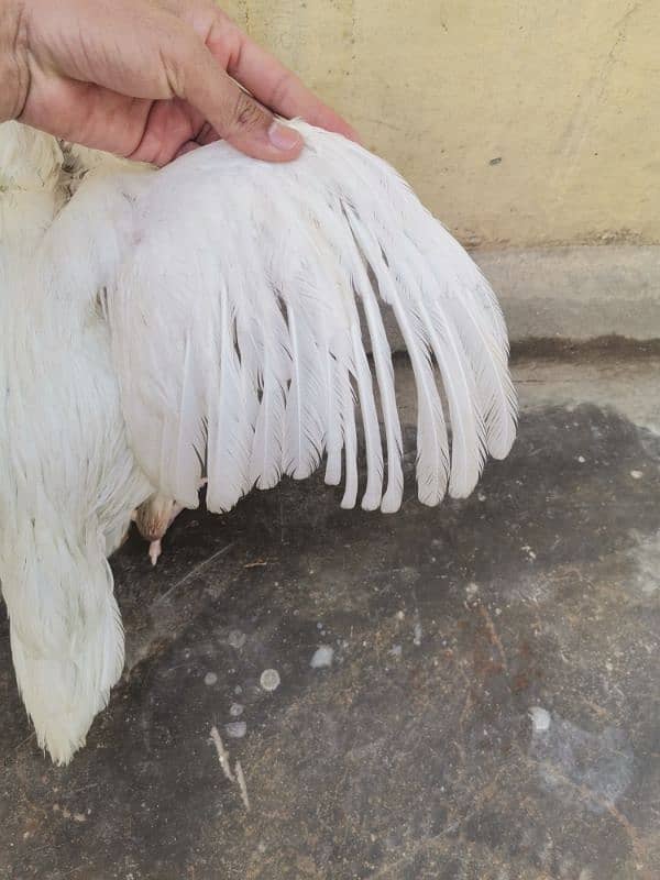 A pair of 3 Paper White Heera Aseel for Sale 4