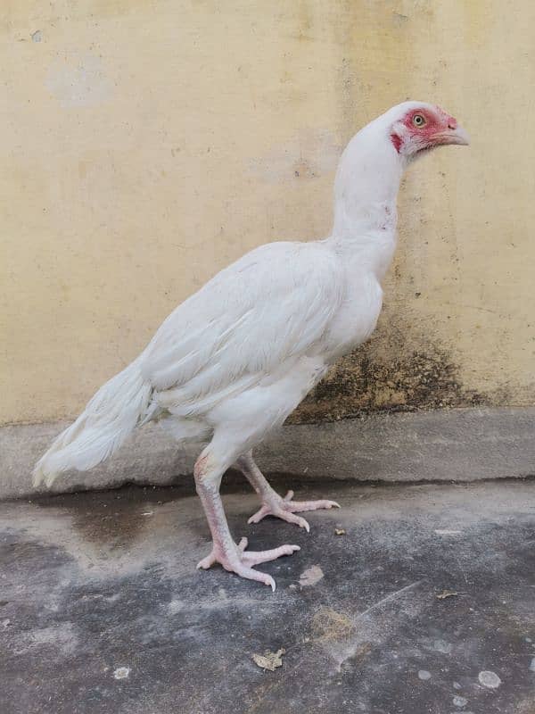A pair of 3 Paper White Heera Aseel for Sale 5