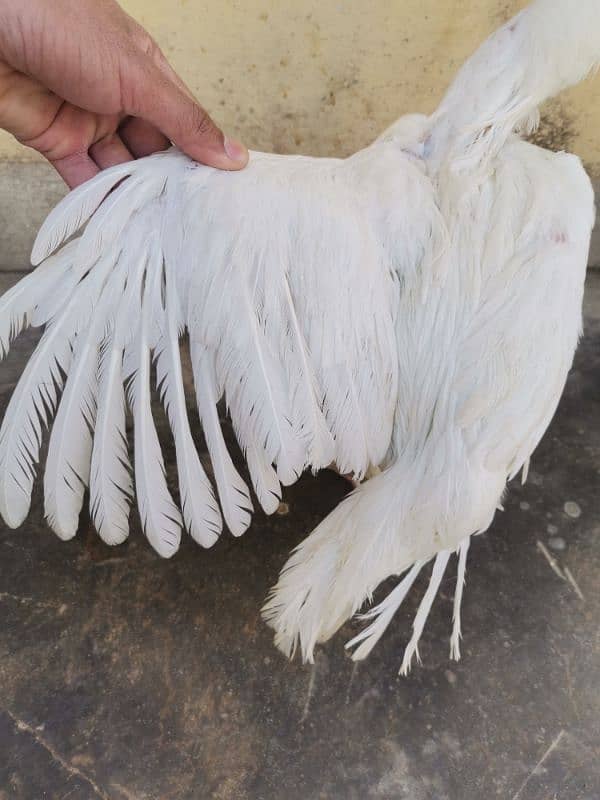A pair of 3 Paper White Heera Aseel for Sale 7