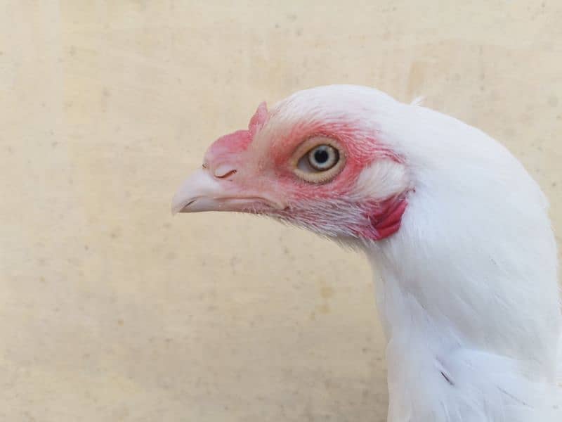 A pair of 3 Paper White Heera Aseel for Sale 9