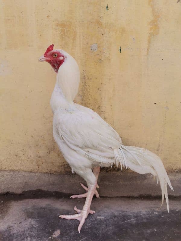 A pair of 3 Paper White Heera Aseel for Sale 10