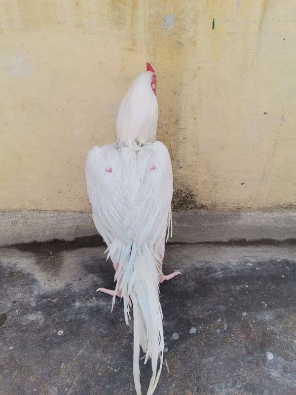 A pair of 3 Paper White Heera Aseel for Sale 11