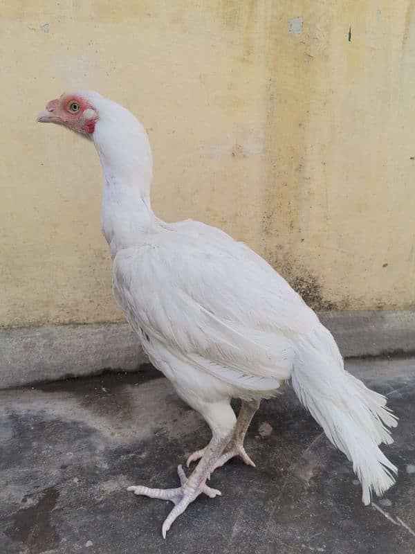A pair of 3 Paper White Heera Aseel for Sale 12